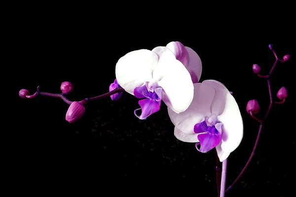 Orkidéblomblad Falaenopsis — Stockfoto