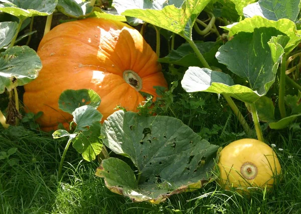 Had Taken Pumpkins Also Monastery Garden Quite Sure Effect Compared —  Fotos de Stock