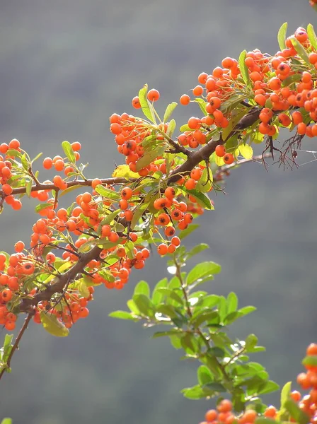 Ramita Fuego Otoño Con Bayas Naranjas —  Fotos de Stock