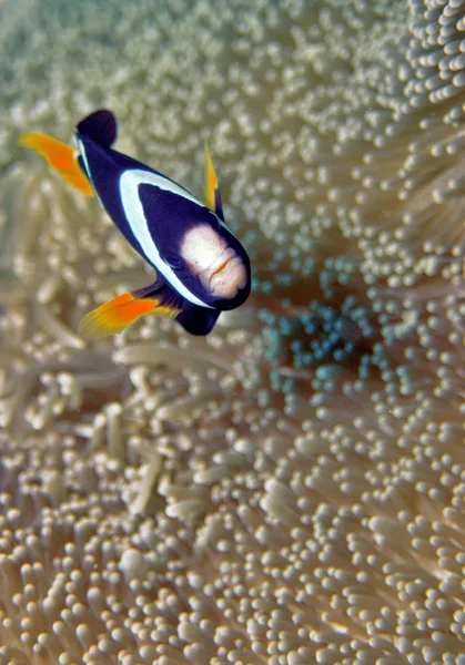 Clownfisk Havet Vatten — Stockfoto