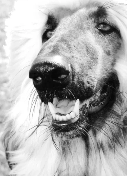 Retrato Cão Bonito — Fotografia de Stock