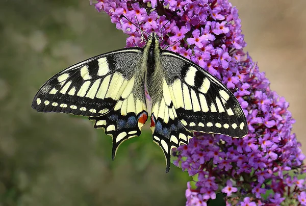 Vista Primer Plano Hermosa Mariposa Colorida — Foto de Stock