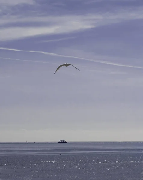 Scenic View Beautiful Seagull Birds Nature — Stock Photo, Image