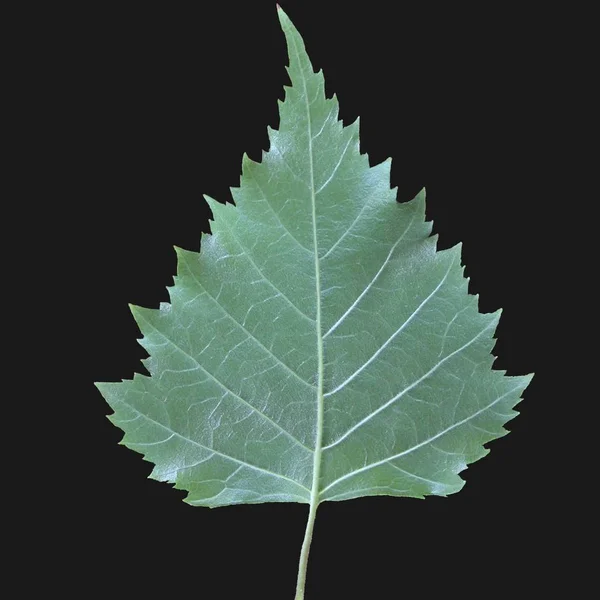 Rgb 000 격리되어 잎잘라 — 스톡 사진