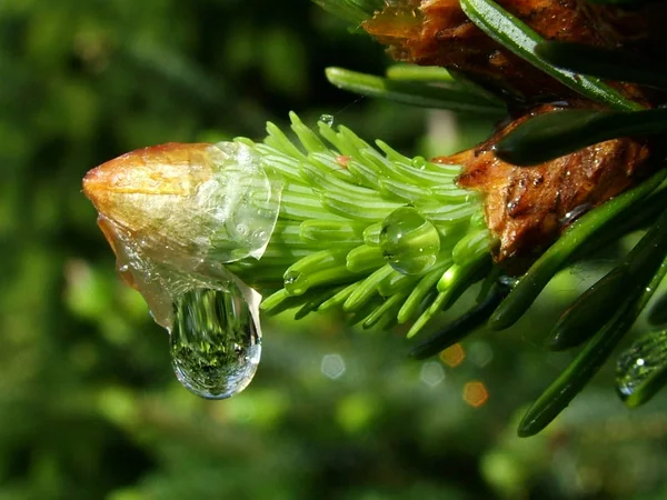 Beautiful Botanical Shot Natural Wallpaper — Stock Photo, Image