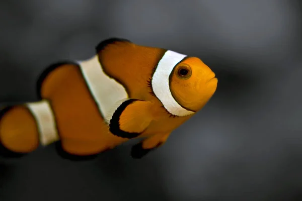 Клоун Риба Підводний Риф Рибами — стокове фото