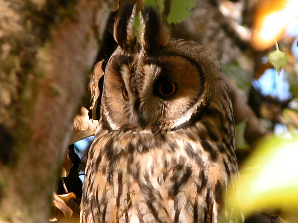 Aussichtsreiche Aussicht Auf Schöne Vögel Der Natur — Stockfoto