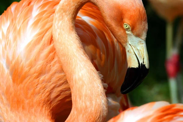 Hannover Hlavním Městem Největším Městem Německého Státu Dolní Sasko — Stock fotografie