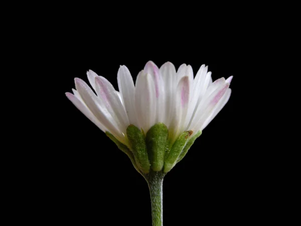 Imagem Margarida Plena Flor — Fotografia de Stock