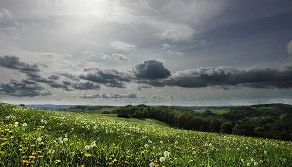 Vackert Landskap Med Blommor Och Grönt Gräs — Stockfoto