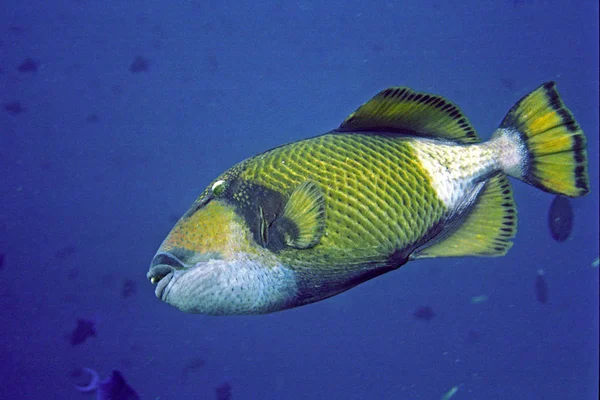 Kan Erg Agressief Zijn Gaat Zelfs Naar Duikers Snorkelaars Gaan — Stockfoto