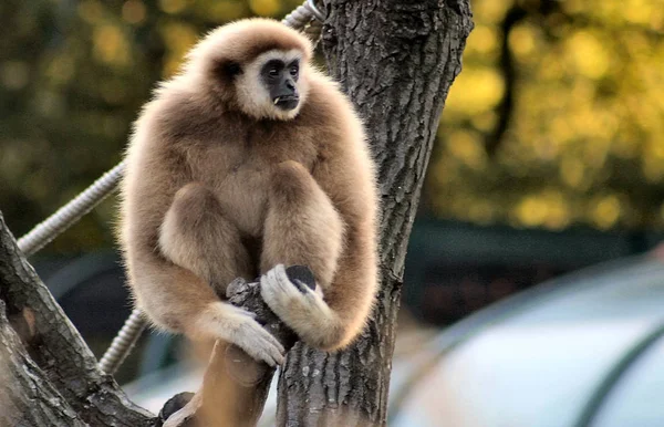 Zoo Schnbrunn Vienna — Foto Stock