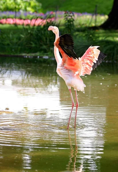 Fondo Aves Naturales Flamingo — Foto de Stock