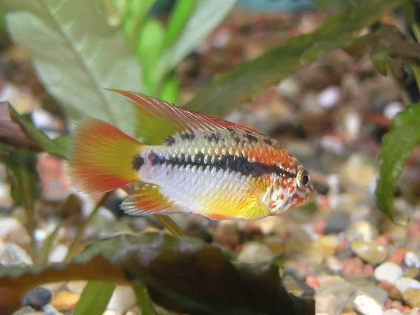 Dwarf Cichlid — Foto de Stock