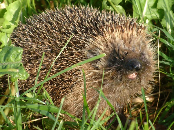 Spiky Hedgehog Animal Ouriços Espinhosos — Fotografia de Stock