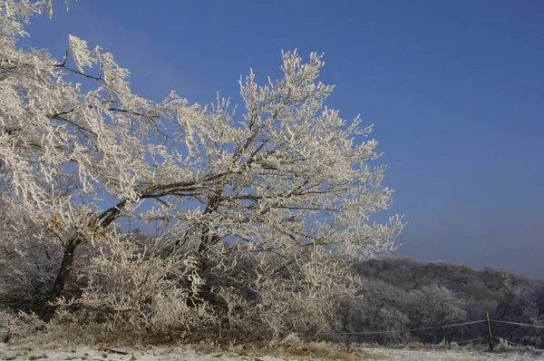 Uma Manhã Inverno Com Muita Geada Nas Árvores — Fotografia de Stock