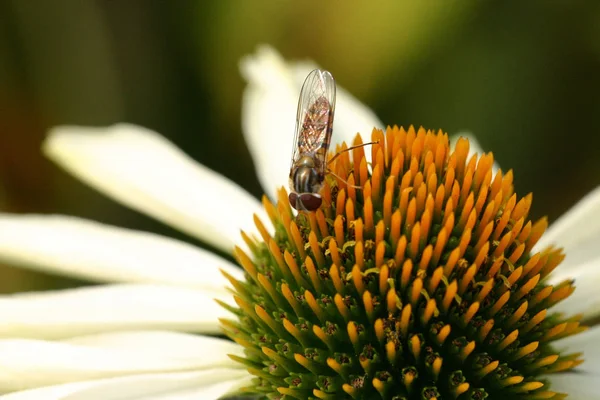 Das Ist Mein Original Noch Rein Ein Detail Dieses Bildes — Stockfoto