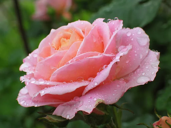 Rose Rain — Stock Photo, Image