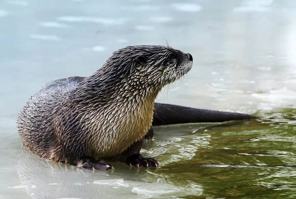 Otter Aquatics Animal Mammal — Stock Photo, Image