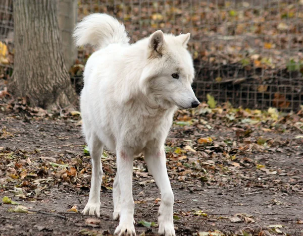 Animal Lobo Por Naturaleza Depredador — Foto de Stock