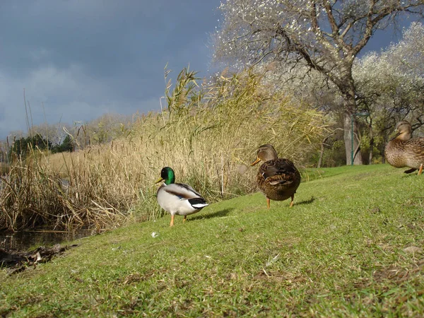 Bird-watching shot, ducks at wild nature