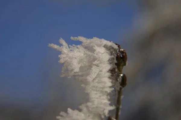 この写真は去年の冬に作成され木の上に氷の結晶のマクロショットを示しています — ストック写真