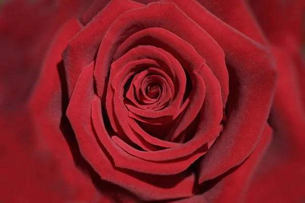 Belleza Las Flores Rojas —  Fotos de Stock