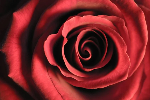 Rote Rose Blume Schönheit — Stockfoto