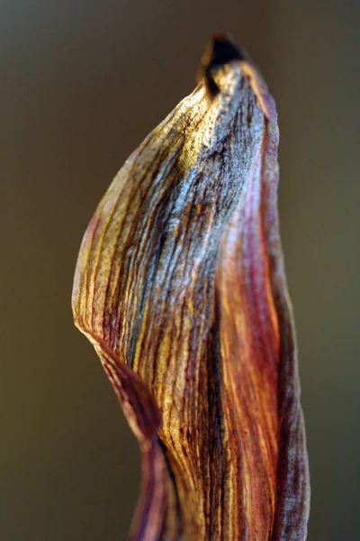 Een Schelp Zee — Stockfoto