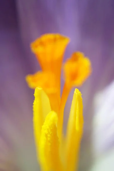 Весна Цвітуть Квіти — стокове фото