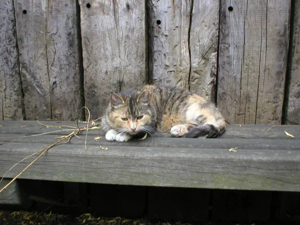 Gatto Giocoso Divertente Animale Animale Domestico Concetto — Foto Stock