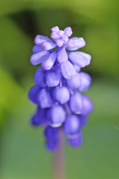 Bel Colpo Botanico Carta Parati Naturale — Foto Stock