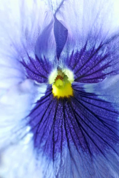 Mooi Botanisch Schot Natuurlijk Behang — Stockfoto