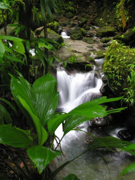 Small Stream Dominica — Stock Photo, Image