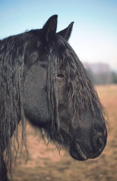 Paarden Overdag Buiten — Stockfoto