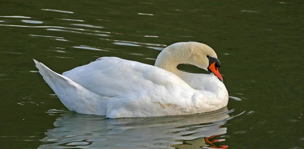 Vista Panorâmica Cisne Majestoso Natureza — Fotografia de Stock