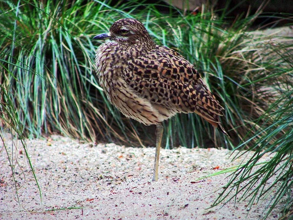 絵に描いた鳥のテーマは — ストック写真