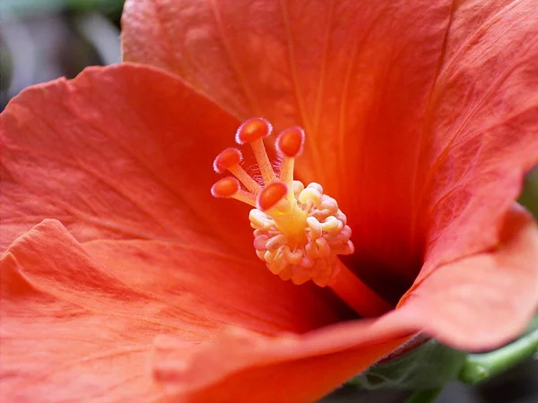 Scénique Belle Fleur Hibiscus Coloré — Photo