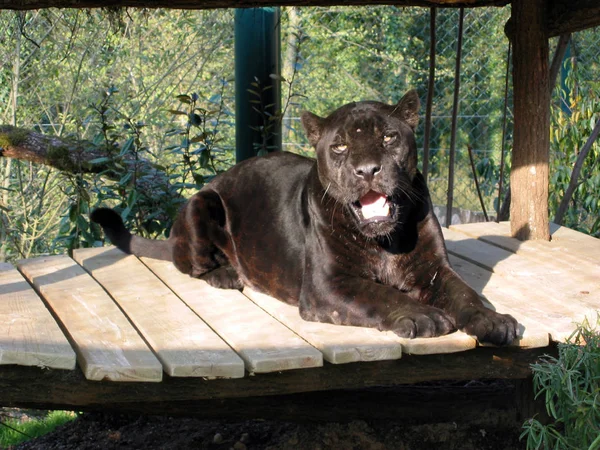 Zwarte Panter Dier Kat — Stockfoto