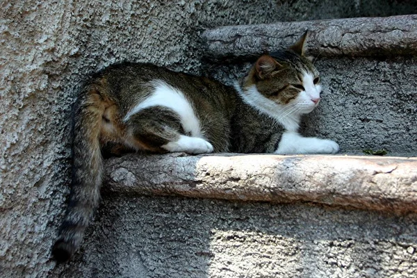 Gatto Limone Sul Lago Garda Nel 2004 — Foto Stock