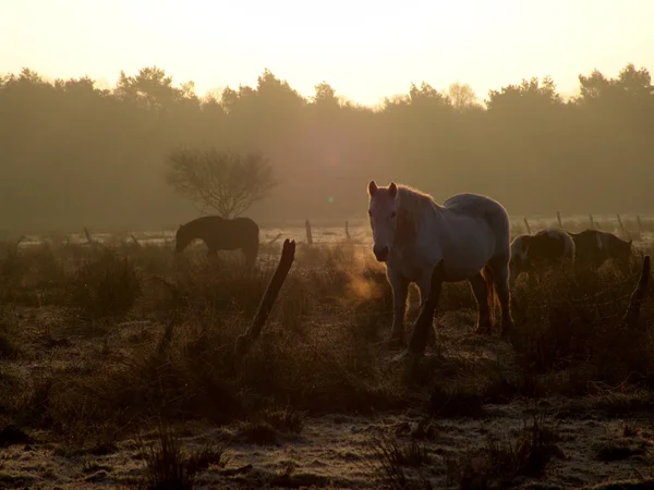 Caballos Aire Libre Durante Día — Foto de Stock