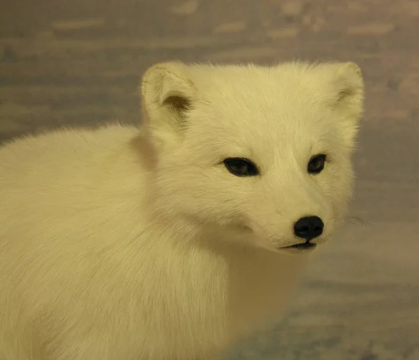 Branco Fofo Polar Raposa — Fotografia de Stock