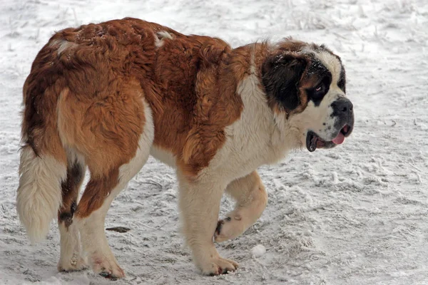 Gelukkig Enkele Uren Marcheren Door Het Besneeuwde Kreuzbergbos Kwam Deze — Stockfoto