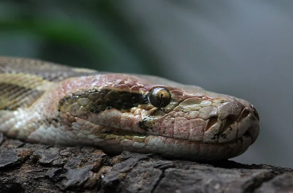 Vista Panorámica Serpiente Peligrosa Majestuosa — Foto de Stock