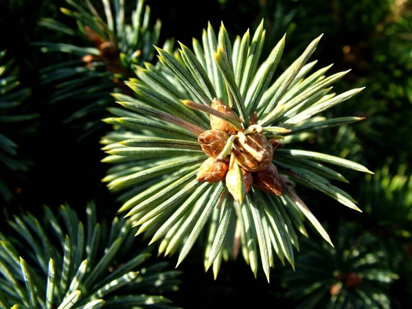 クリスマスの休日の装飾の景色 — ストック写真