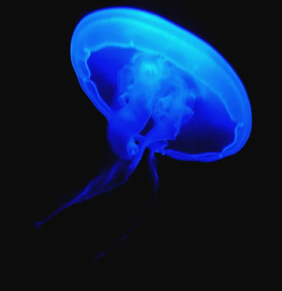 aquatic jellyfish sea underwater, sea life creature