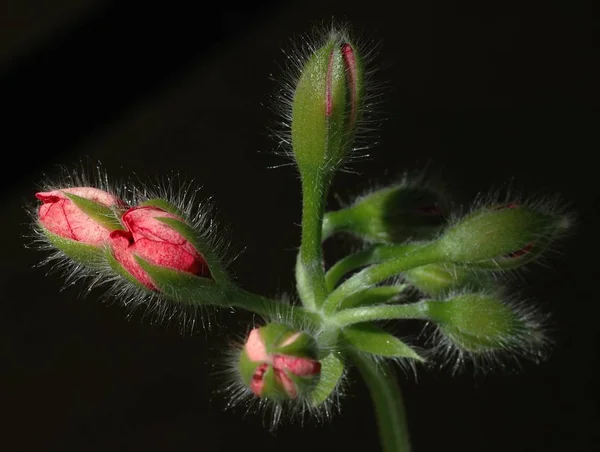 Pąki Kwiatowe Geranium — Zdjęcie stockowe