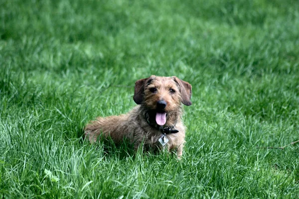 Portrait Chien Mignon — Photo