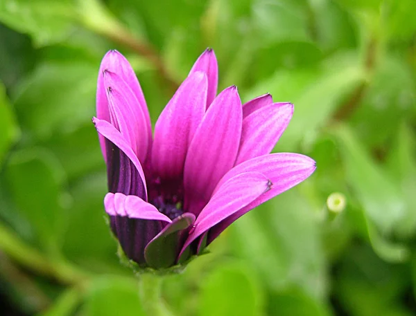 Bel Colpo Botanico Carta Parati Naturale — Foto Stock