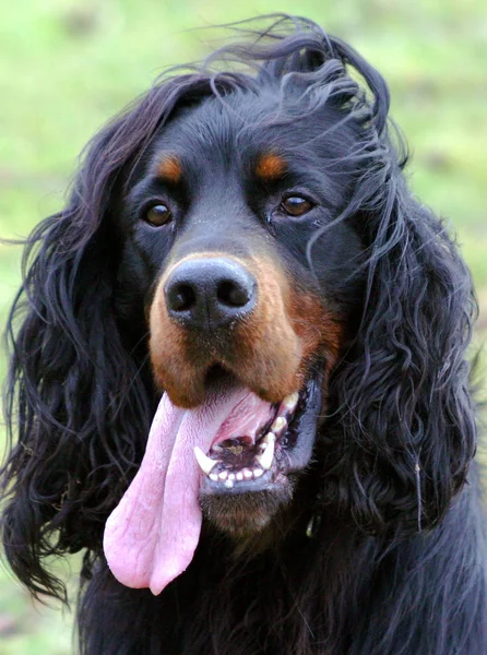 Herbst2004 Nkimba Gordon Setter Molto Vivace N17 Anni — Foto Stock